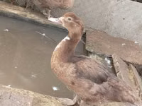 Ducks — Foto 2