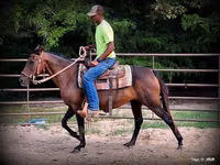 Farasi jike, Quarter Horse — picha 6