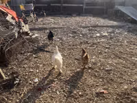 Chickens — फ़ोटो 6