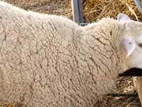 Kondoo jike, British  Milksheep — picha 3