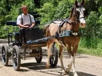Farasi dume, Pinto horses — picha 5