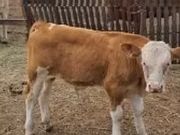 أبقار (دفعة، الجنس غير محدد), Simmental cattle — الصورة 2
