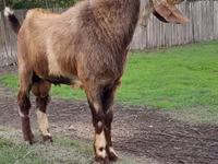 Mbuzi dume, Nubian Goat — picha 1