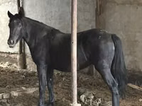 घोड़ा, Horse breed — फ़ोटो 2