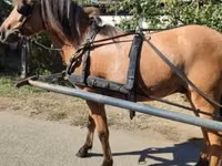 Caballo, Fjогd — foto 4