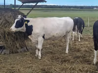 Ng'ombe jike, Banda la Holstein — picha 4