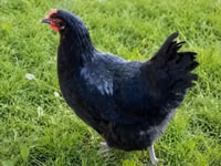 Chickens — 照片 4