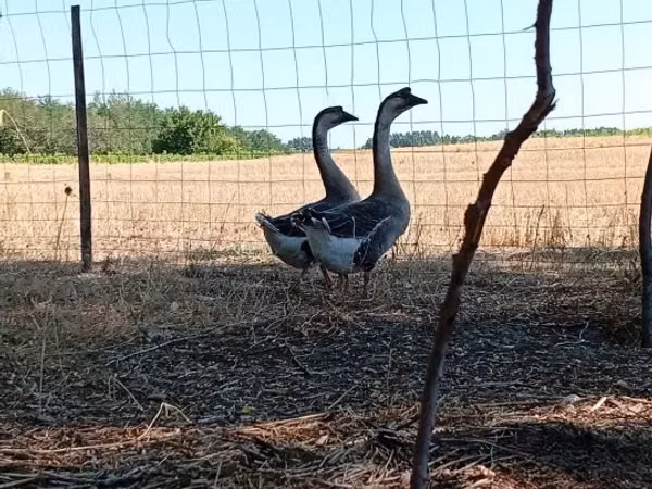 Geese