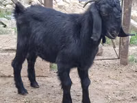 Ziegenbock, Anatolian Black goats — Foto 2