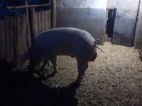 Boar, Pigs — photo 2