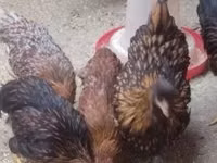 Chickens — 照片 1