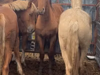 حصان, New Altai Horse — الصورة 3
