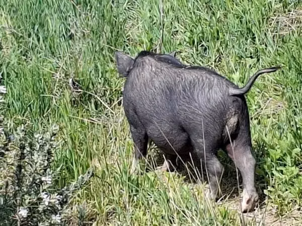 Boar, 