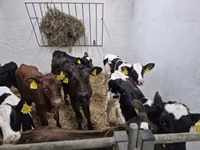 Bull, Russian Black pied cattle — photo 3