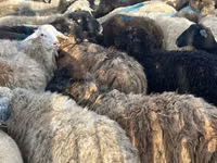 Sheep, Sheep — photo 1