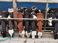 ثور, Simmental cattle — الصورة 2