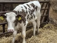 Ng'ombe (kikundi, jinsia haijatajwa), Simmental cattle — picha 6