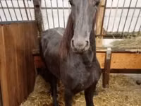 Mare, Horses — photo 2