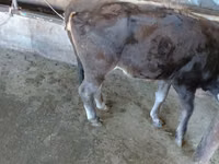 Ng'ombe jike, Russian Black pied cattle — picha 5