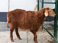Sheep, Hissar sheep — photo 2