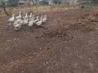 Geese — फ़ोटो 4