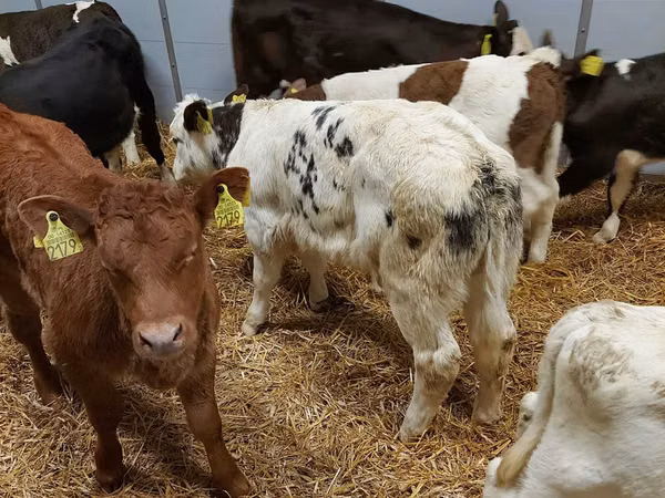 أبقار (دفعة، الجنس غير محدد), Simmental cattle