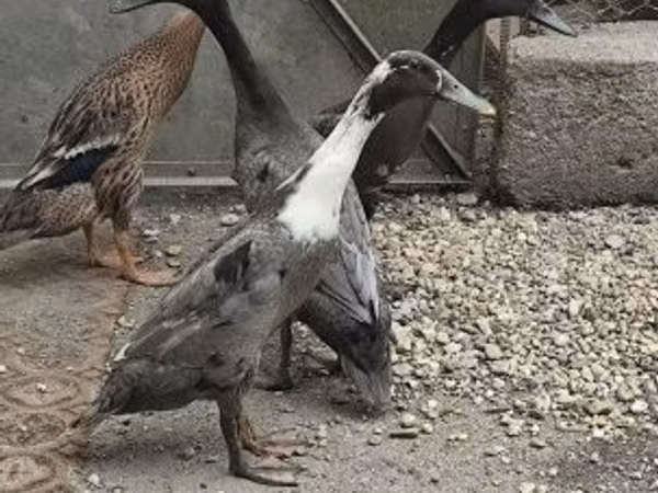 Индийский бегун