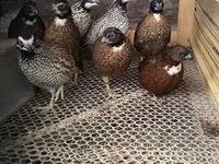 Guinea fowl — الصورة 4
