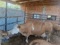Kuh, French Simmental cattle — Foto 2