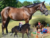 Farasi dume, Percheron — picha 1
