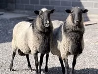 Widder, Romanov sheep — Foto 2