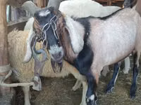 كبش, Lacaune sheep — الصورة 3