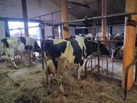 Cow, Holstein breed — photo 4