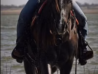 Caballo, Quarter Horse — foto 6