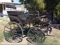 Caballo, Appaloosa — foto 4