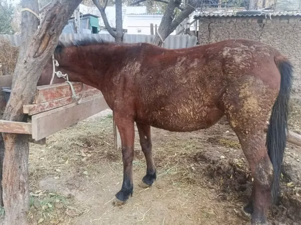 घोड़ी, Kyrgyz Horse