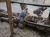 Chickens — photo 2
