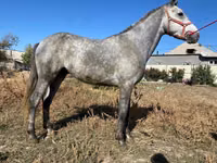 Caballo, Caballos — foto 3