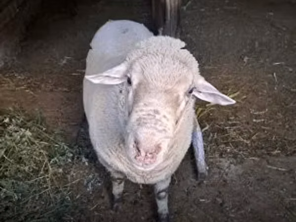 Widder, Merino sheep