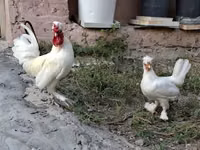 Chickens — Foto 2