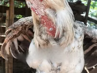 Chickens — foto 2