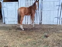 Yegua, Dutch warmblood horse — foto 4
