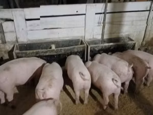 母猪, 