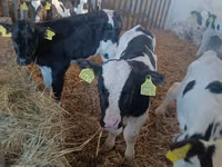 公牛, Russian Black pied cattle — 照片 3