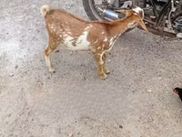 बकरियाँ (लॉट, लिंग निर्दिष्ट नहीं), बकरियाँ — फ़ोटो 1