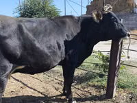 Vaca, Raza Holstein — foto 3