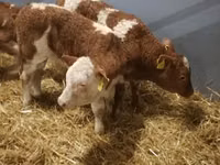 أبقار (دفعة، الجنس غير محدد), Simmental cattle — الصورة 5