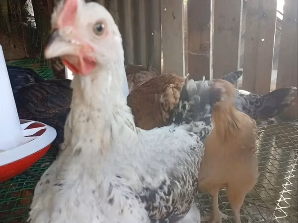 Shamo chickens