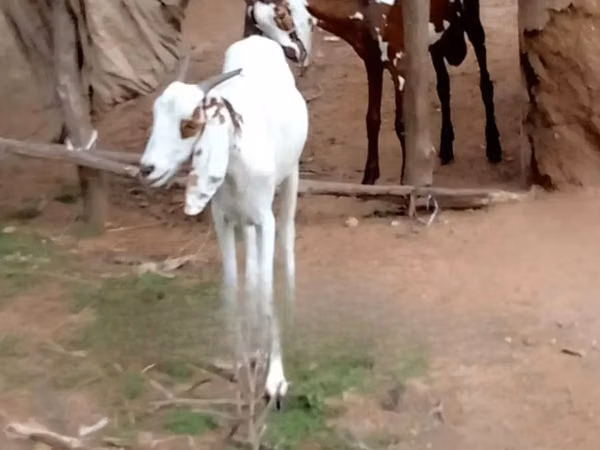 Mbuzi (kikundi, jinsia haijatajwa), Mbuzi