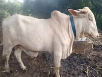 गाय, मवेशी — फ़ोटो 2